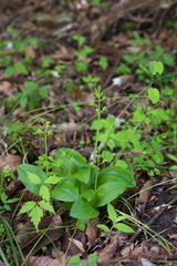 Liparis kumokiri