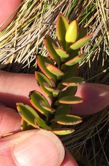 Veronica decumbens