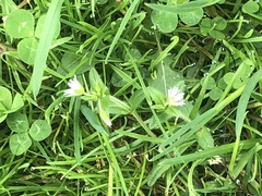 Stellaria
