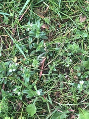 Stellaria