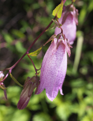 Campanula punctata hondoensis