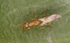 Lachaisea equicollis