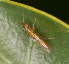 Lachaisea equicollis