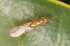 Lachaisea equicollis