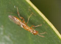 Lachaisea equicollis