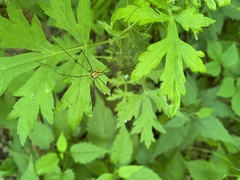 Leiobunum nigropalpi