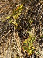 Veronica decumbens