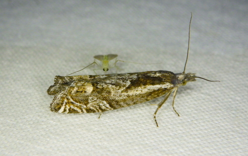 Eucosma rupestrana