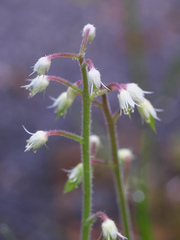 Tiarella polyphylla
