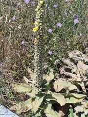 Verbascum macrurum