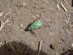 Hoplia inornata
