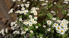 Tanacetum parthenium