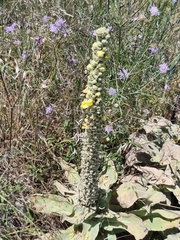 Verbascum macrurum