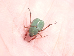 Hoplia inornata
