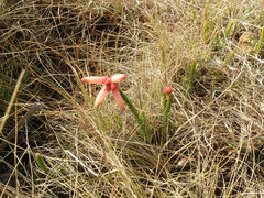Erica cerinthoides cerinthoides