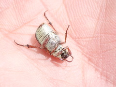 Hoplia inornata