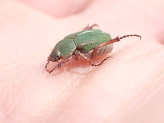 Hoplia inornata