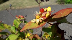 Hypericum androsaemum