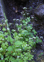 Cardamine appendiculata