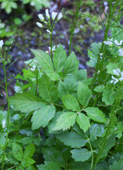Cardamine appendiculata
