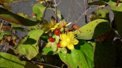Hypericum androsaemum