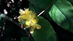 Hypericum androsaemum