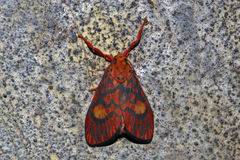 Ammatho cuneonotatus