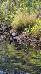 Trachemys scripta scripta