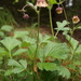 Water Avens - Photo (c) David Tilson, some rights reserved (CC BY-NC), uploaded by David Tilson