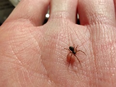 Lepthyphantes minutus