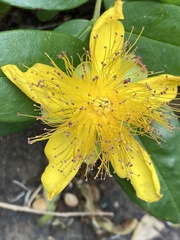 Hypericum