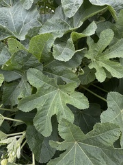 Alcea rugosa