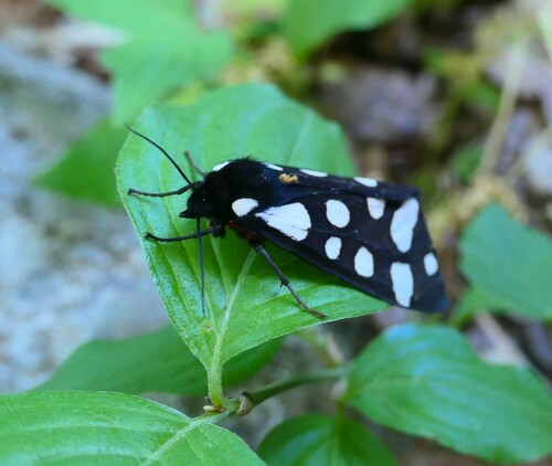 Crna medonjica (Arctia villica)