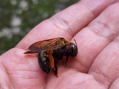 Xylocopa ruficeps