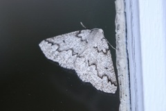 Sabulodes packardata