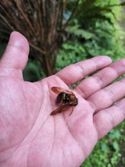 Xylocopa ruficeps