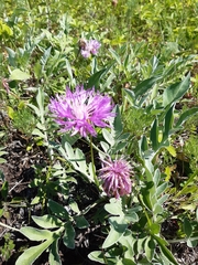 Psephellus sibiricus