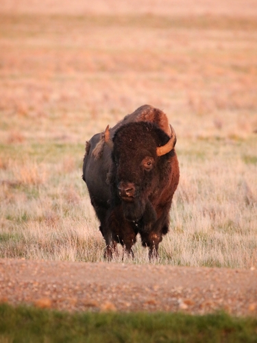 American bison