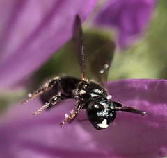Ceratina