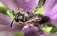 Ceratina