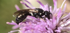 Hylaeus