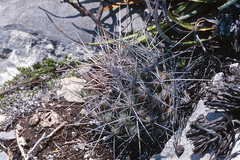 Thelocactus tulensis
