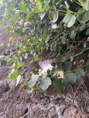 Capparis orientalis
