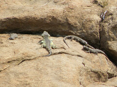 Pseudocordylus subviridis