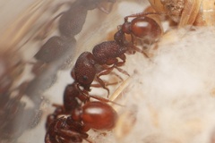 Pogonomyrmex imberbiculus
