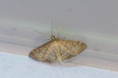 Anania fuscalis