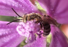 Halictus