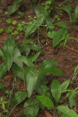 Hieracium subpellucidum