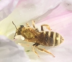 Halictus