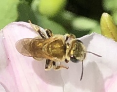 Halictus